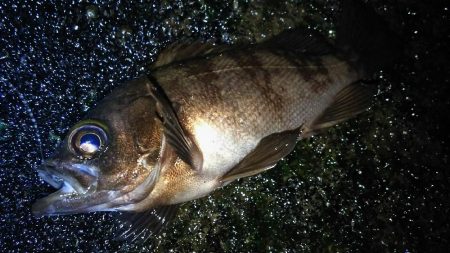 様子がおかしい