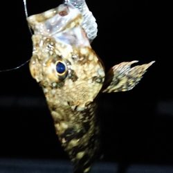 メバリングのつもり