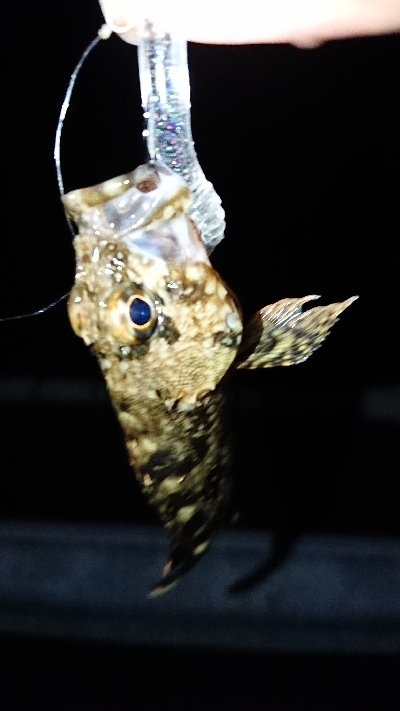 メバリングのつもり