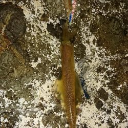 ヤリイカ３度目の正直