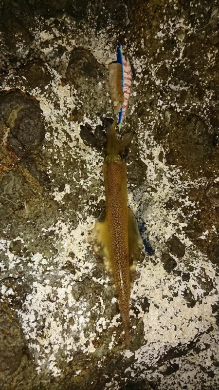 ヤリイカ３度目の正直