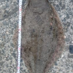 ショアジギング ヒラメ