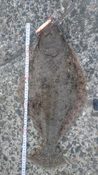 ショアジギング ヒラメ