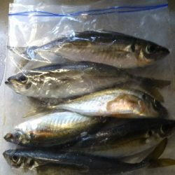 尺アジ足らず！