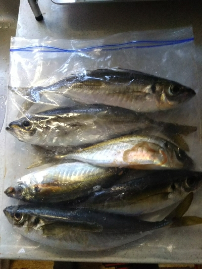 尺アジ足らず！