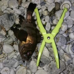 春が来たかな？