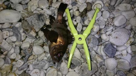 春が来たかな？