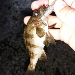 メバル居ました！