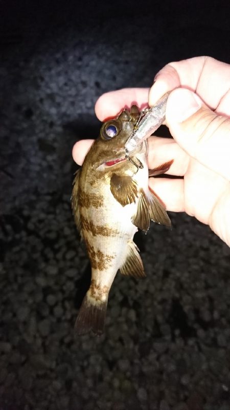 メバル居ました！