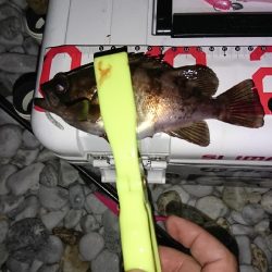 デカめばるさがし