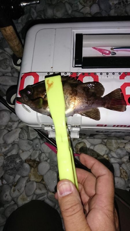 デカめばるさがし