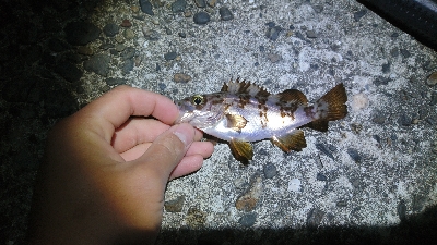 メバル・ガシラ