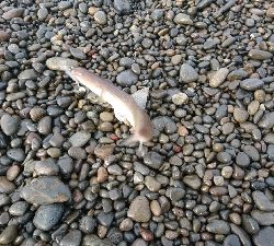 エソフィーバー