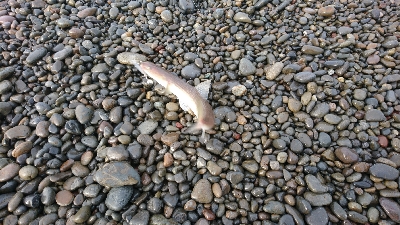 エソフィーバー