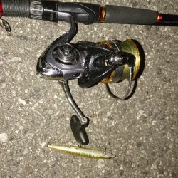 シーバス・ナマズ