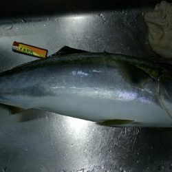 イサキ、アジ時々青物