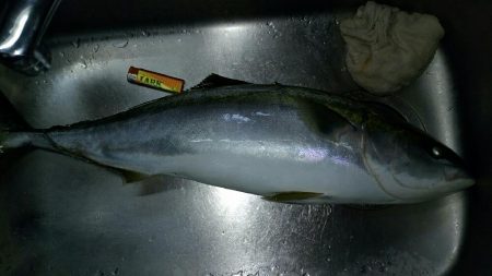 イサキ、アジ時々青物