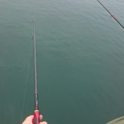 小サバ大漁！！