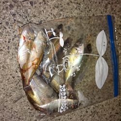 エギングのはずがサビキング