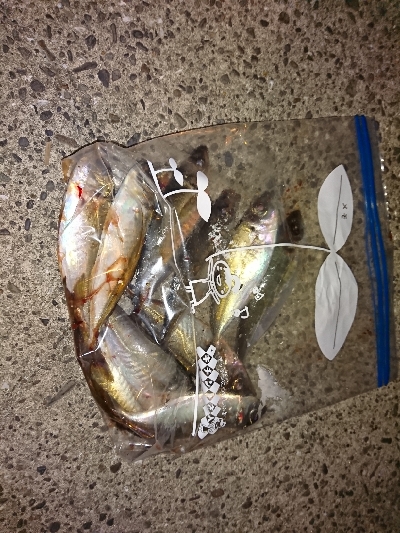 エギングのはずがサビキング