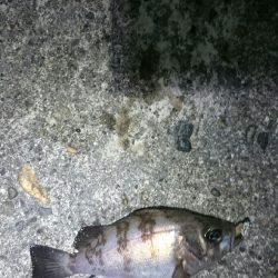 チビッ子サイズ