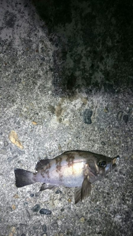 チビッ子サイズ