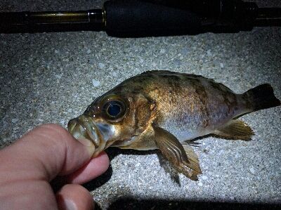 鹿島のメバル好調