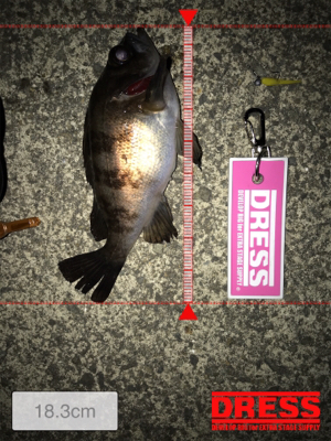 フルムーンメバリング