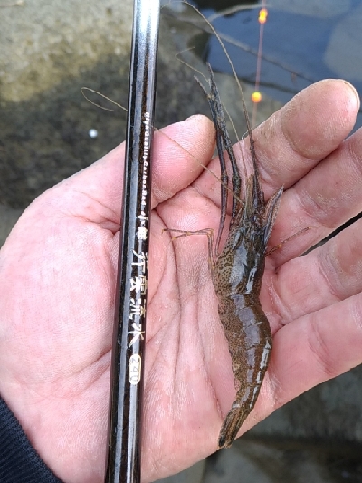 多摩川テナガエビ調査釣行