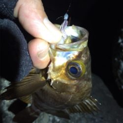 数釣りになりました