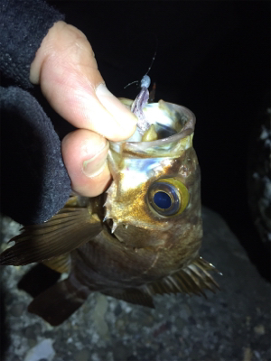 数釣りになりました