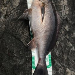 御五神島 沖磯グレ