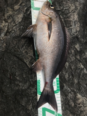 御五神島 沖磯グレ