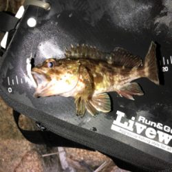 メバリング＆ガシリング