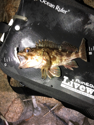 メバリング＆ガシリング