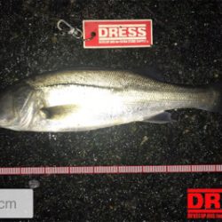 昨日の爆釣ならず