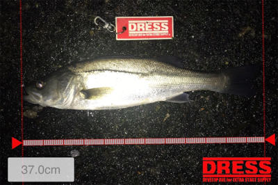 昨日の爆釣ならず