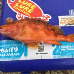 マイボートでタイラバ、ジギング