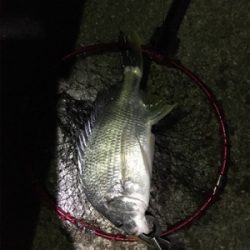 癒しのチニング