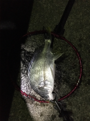 癒しのチニング