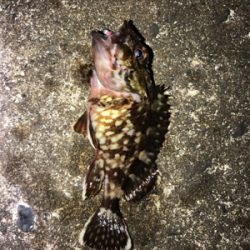 夜に釣りをする。