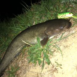 シーズンやっときた