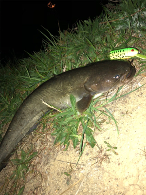 シーズンやっときた