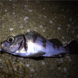 大潮メバリング