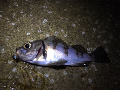 大潮メバリング