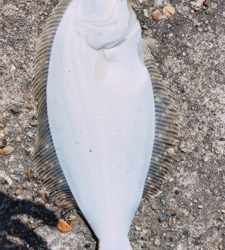 まさか釣れるとは…