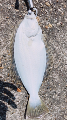 まさか釣れるとは…