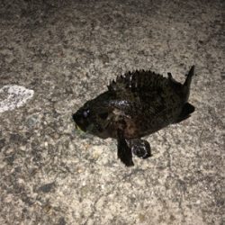 ライトゲーム良き！