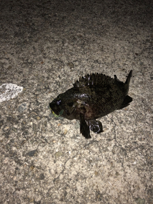 ライトゲーム良き！