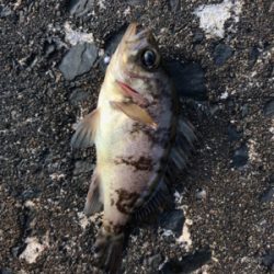 朝から釣りをする(笑)。